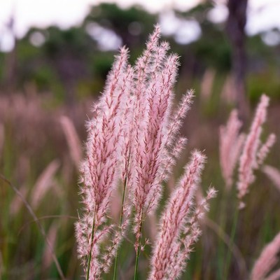 Pink Fountain Grass in Field