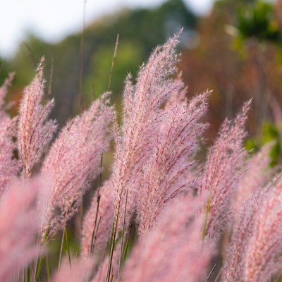 Pink Pampas Grass Field