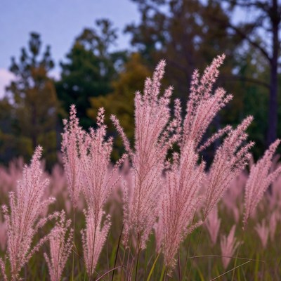 Pink Fountain Grass Field