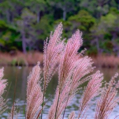 Pink Pampas Grass by Lake