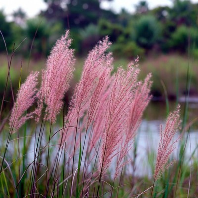 Pink Fountain Grass by Lake