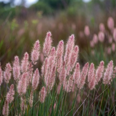 Pink Fountain Grass Field