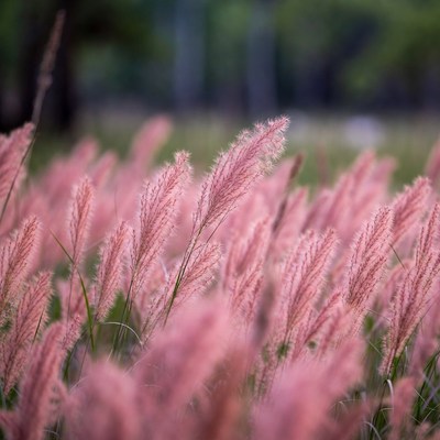 Pink Fountain Grass Field
