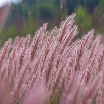 Pink Fountain Grass Field