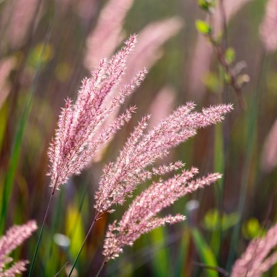 Pink Fountain Grass Field