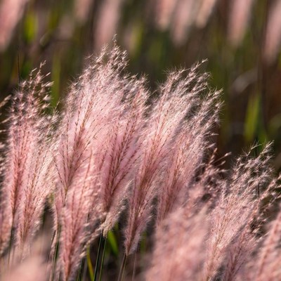 Pink Fountain Grass Field