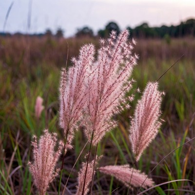 Pink Fountain Grass in Field