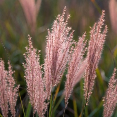 Pink Fountain Grass Field