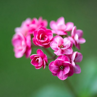 Pink Geranium Flowers on Green Background