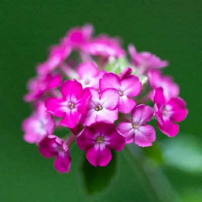 Pink Phlox Flower Cluster