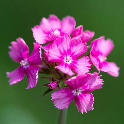 Pink Dianthus Flowers on Green Background