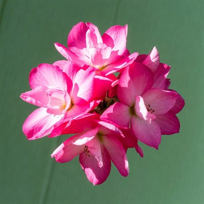 Pink Hibiscus Flower Cluster