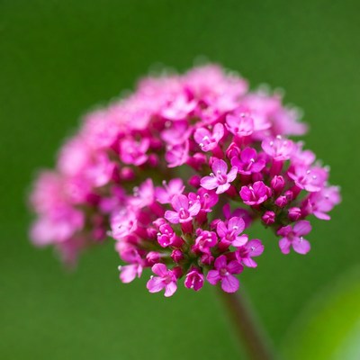 Pink flower cluster on green background