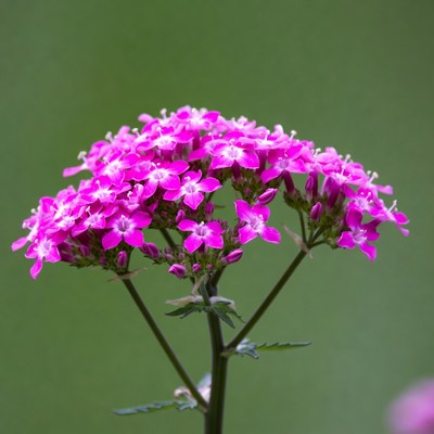 Pink Cluster of Flowers on Green Background