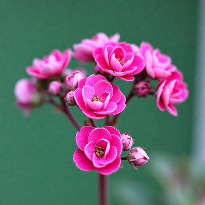 Pink Kalanchoe Flowers on Green Background