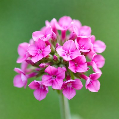 Pink Phlox Flower Cluster