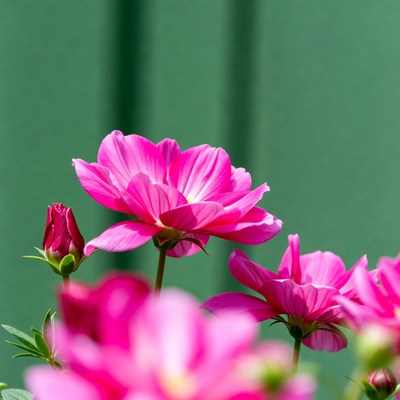 Pink Cosmos Flowers on Green Background