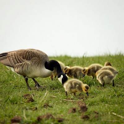 Mother Canada Goose with Goslings
