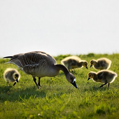 Mother Goose with Goslings in Grass