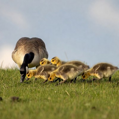 Canada goose with goslings grazing grass