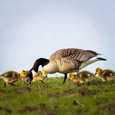 Canada Goose with Goslings