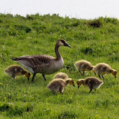 Mother Goose with Goslings in Grass