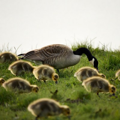 Canada Goose with Goslings on Grass
