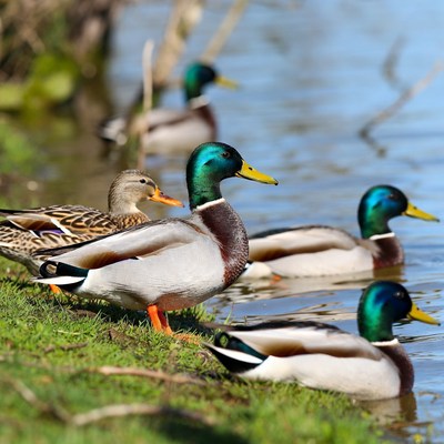 Group of Mallard Ducks by Water