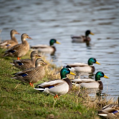 Group of ducks by lake shore