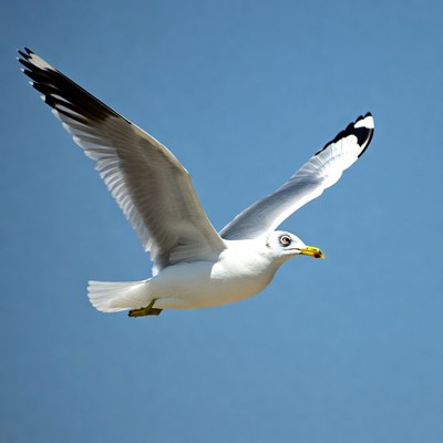 Gull flying in blue sky