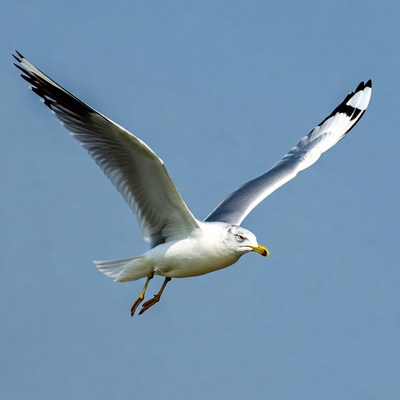 Seagull flying in blue sky