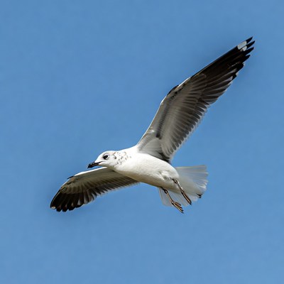 Seagull flying against blue sky