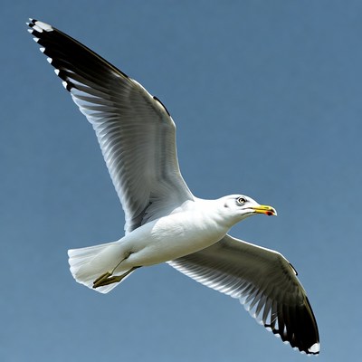 Gull flying with wings spread