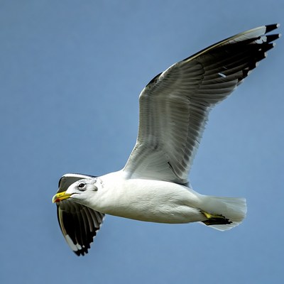 Seagull flying in blue sky