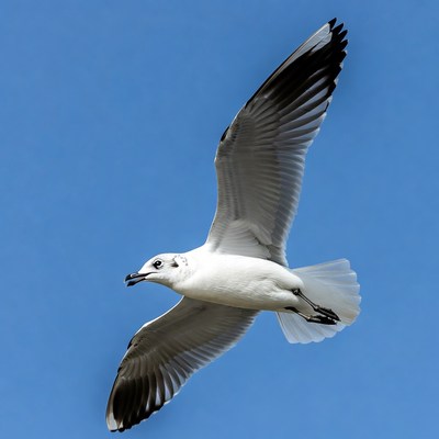 White gull flying in blue sky