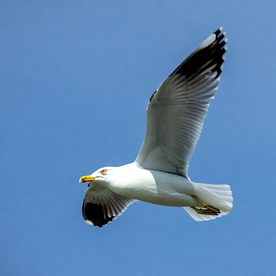 Seagull flying against blue sky