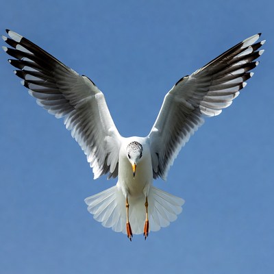 Seagull flying with wings spread