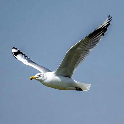 Seagull flying in blue sky