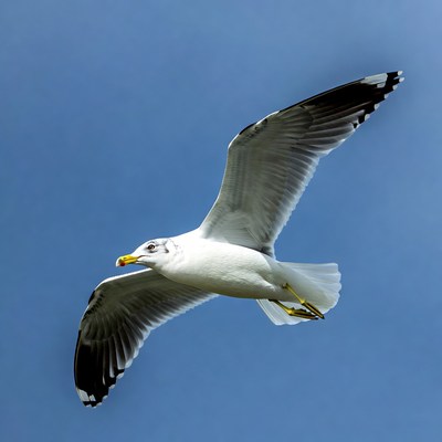 Gull flying over blue sky