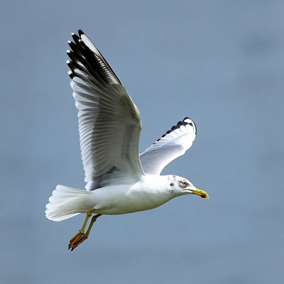 Seagull flying with wings spread