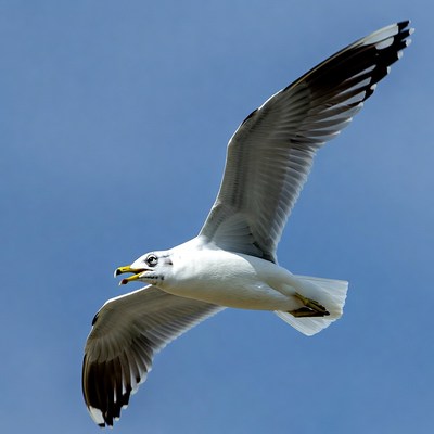 Seagull flying in blue sky