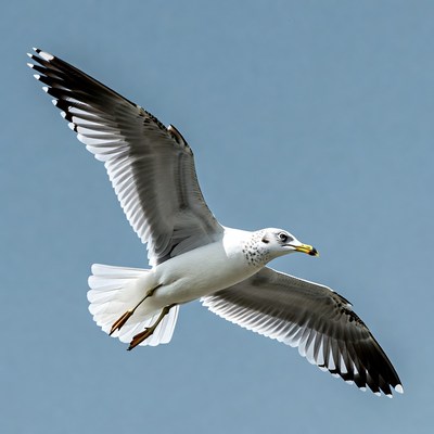 Seagull flying in blue sky