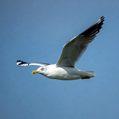 Gull flying in blue sky