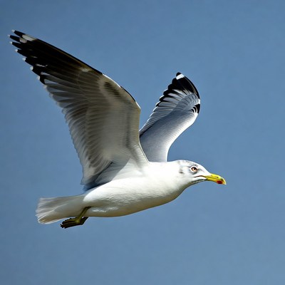 Gull flying in blue sky