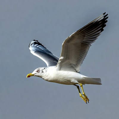Gull flying with wings spread