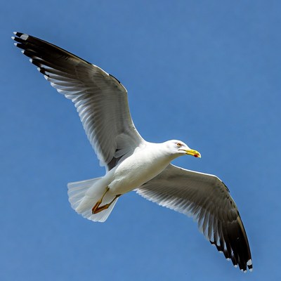 Seagull flying against blue sky