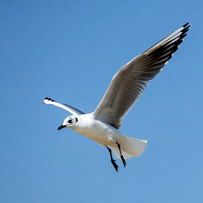 White gull flying over blue sky