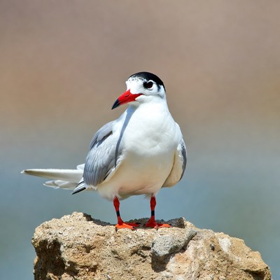 Gull-billed Tern on Rock