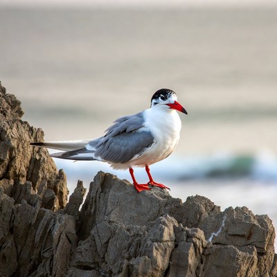 Gull-billed Tern on Rocky Shore