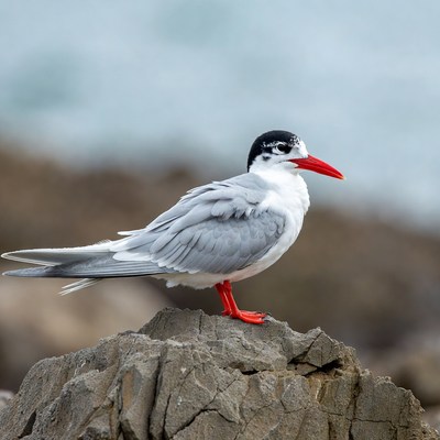 Caspian Tern on Rock